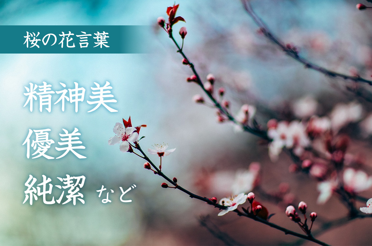 桜の花言葉は「精神美」「優美」「純潔」など